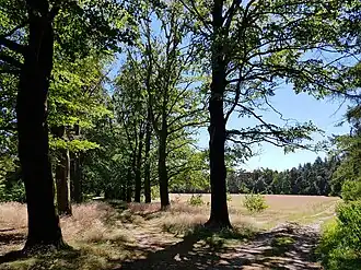 beukenlaan met links en rechts de akkers