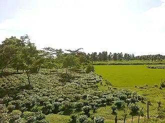 Landschap in het district Goalpara