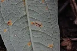 Telia van de wilgenroosjeroest