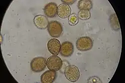 Urediniosporen op glad walstro