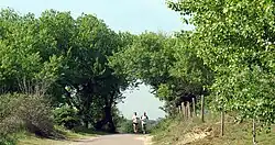 Meijendel in de zomer