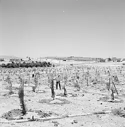 Bebossing in Israël
