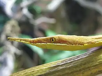 Madagaskarbladneusslang