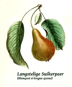 Langstelige Suikerpeer