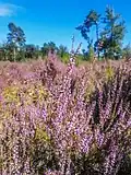 Heide in Loonsche Land en Landgoed Huis ter Heide
