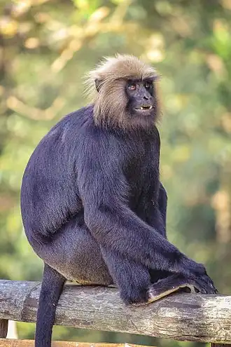 Semnopithecus johnii