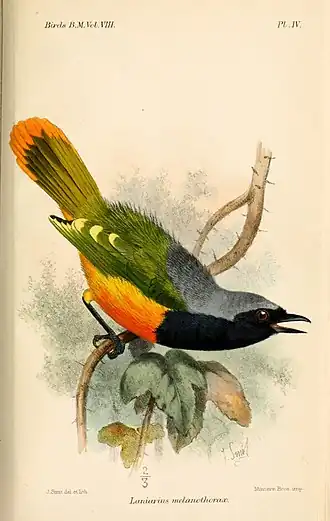 Veelkleurige bosklauwier