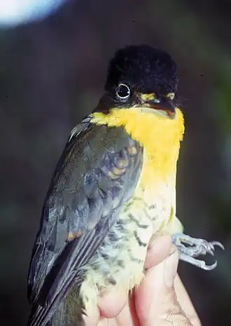 Andesklauwiercotinga