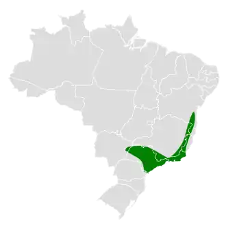 Braziliaanse klauwiercotinga