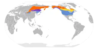 Noordelijke klapekster
