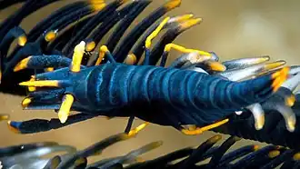 Laomenes amboinensis