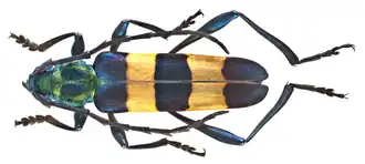 Laosaphrodisium superbum