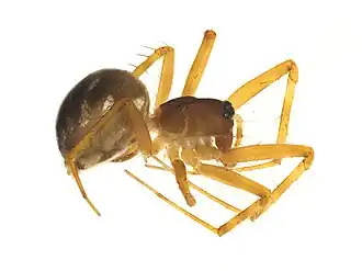 Laperousea blattifera