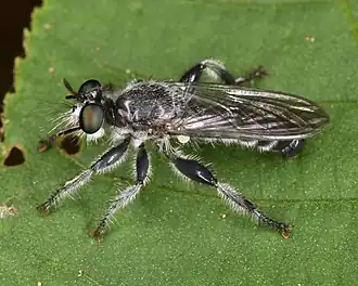 Laphria canis