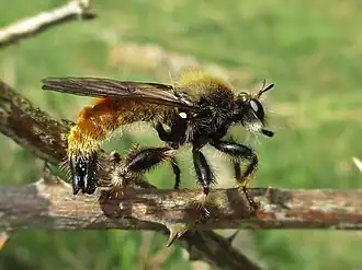 Gele hommelroofvlieg