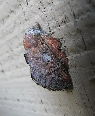 Phyllodesma americana