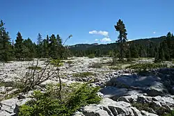Lapiaz, een typische rotsformatie op de kalkstenen van de Vercors