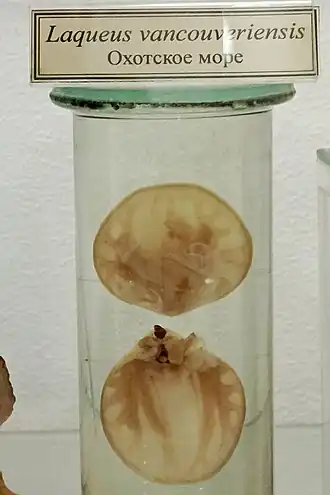 Laqueus vancouveriensis