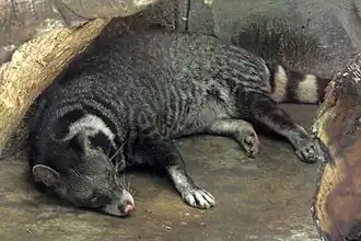 Grootvlekkige civetkat