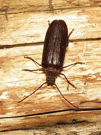 Tragosoma harrisii