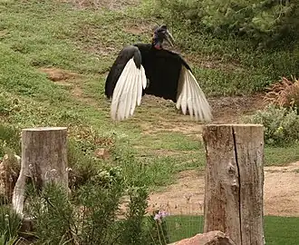 Witte handpennen worden zichtbaar in vlucht