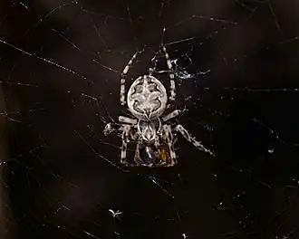 Larinioides suspicax