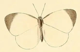 Larinopoda lara