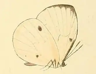 Larinopoda lycaenoides