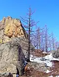 Siberische lariks (Larix sibirica).