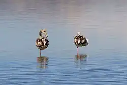 Flamingo's in het zoutmeer van Larnaca