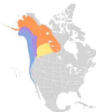 Amerikaanse stormmeeuw