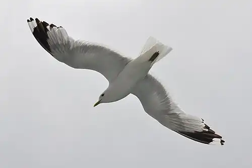 Vliegbeeld: onderzijde