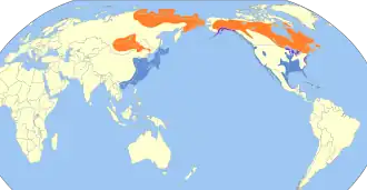 Amerikaanse zilvermeeuw