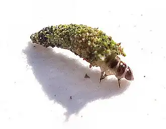 Luffia ferchaultella