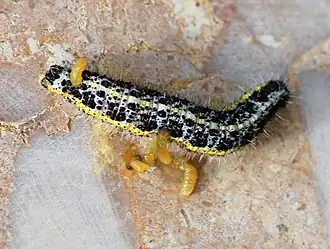 Geparasiteerd door de sluipwesp Apanteles glomeratus