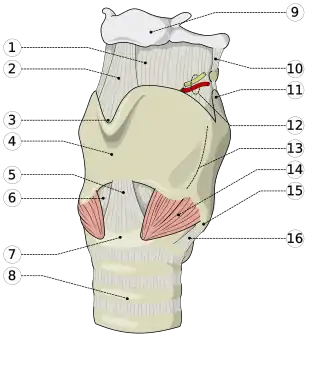 1. membrana thyreohyoidica 2. ligamentum thyreohyoidicum medianum 3. incisura laryngica 4. cartilago thyreoides (schildkraakbeen) 5. ligamentum cricothyreoidicum medianum 6. conus elasticus 7. cartilago cricoides (ringkraakbeen) 8. trachea (luchtpijp) 9. os hyoides (tongbeen) 10. ligamentum thyreohyoidicum laterale 11. cornu superius (bovenste hoorn) van schildkraakbeen 12. bovenste larynxzenuw en -arterie 13. linea obliqua (schuine lijn) 14. musculi cricothyreoidici 15. cornu inferius (onderste hoorn) van schildkraakbeen 16. cricothyreoïdverbinding