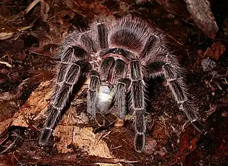 Lasiodora striatipes