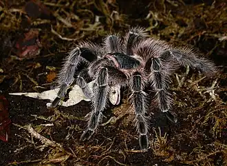 Lasiodorides striatus