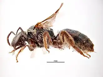 Lasioglossum amboquestrum