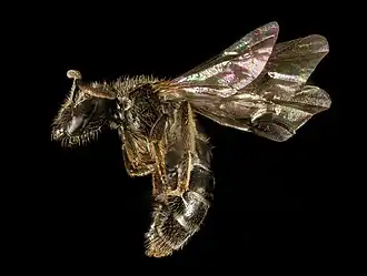 Lasioglossum boreale