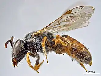 Lasioglossum brochum