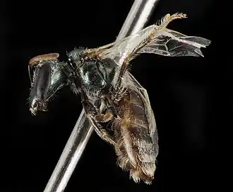 Lasioglossum brunneiventre