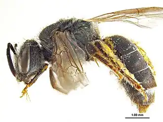 Lasioglossum caesium