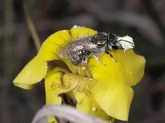 Lasioglossum cognatum