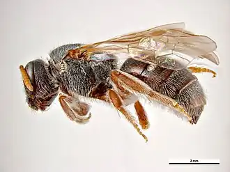 Lasioglossum colonicum