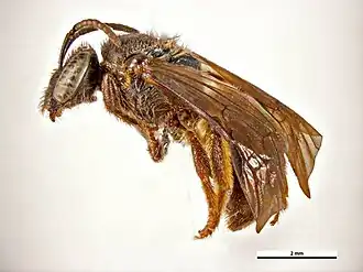 Lasioglossum delobeli