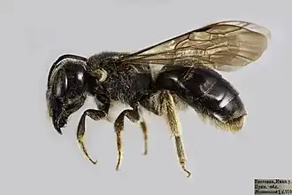 Lasioglossum dybowskii