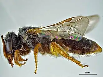 Lasioglossum edentulatum