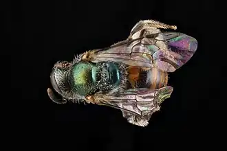 Lasioglossum eleutherense