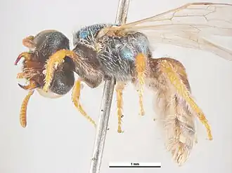 Lasioglossum exophthalmum